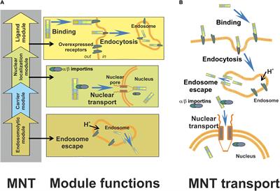 Modular Nanotransporters for Nuclear-Targeted Delivery of Auger Electron Emitters